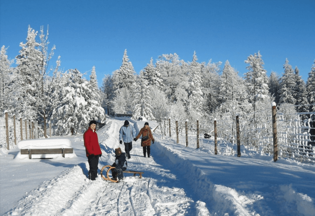 Climbing Adventures in Hohe Wand Nature Park from Grünbach